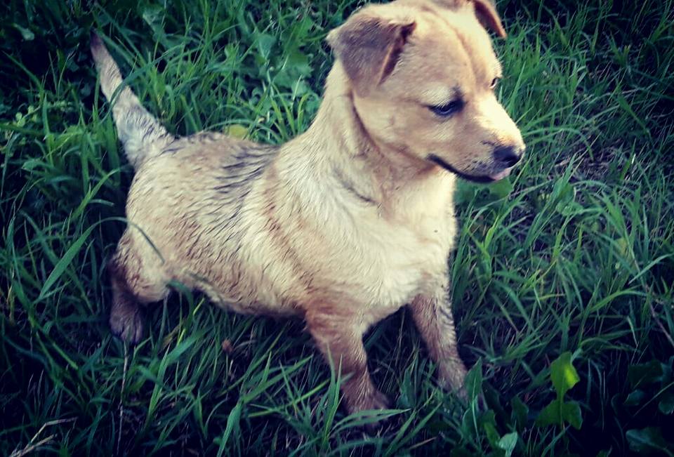 Gomez, uno dei due cuccioli trovati chiusi in un sacchetto e rimesso in sesto !!!!Gomez, uno dei due cuccioli trovati chiusi in un sacchetto e rimesso in sesto !!!! Con qualche chilo in più e con una salute da lupi attende solo la sua famiglia perfetta!ora ha circa 4mesi. Per lui e per il fratellino non ci sono richieste, un meticcio attira così poco? Perchè??? Lui è piccolissimo, e bellissimo, una pagnottella da coccolare e crescere eppure nessuno si è interessato al suo futuro. Ci sono un mare di persone che cercano nanetti da coccolare .... dove sieteeee???? Gomez sta aspettando ormai da troppo tempo... vi prego, non lasciamolo crescere in un box... non è possibile... è taglia piccola e aspetta solo la persona giusta!  Facciamo girare il suo appello! 