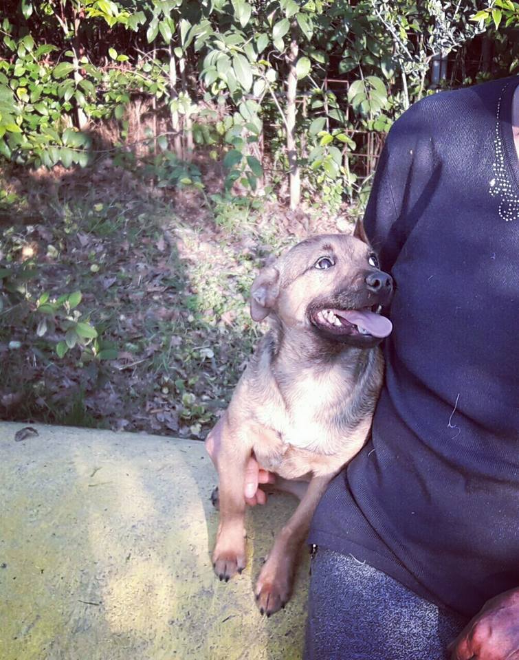 Lui è GordonLui è Gordon, uno dei due cuccioli trovati chiusi in un sacchetto e rimesso in sesto !!!! Con qualche chilo in più e con una salute da lupi attende solo la sua famiglia perfetta!ora ha circa 4mesi. Per lui e per il fratellino non ci sono richieste, un meticcio attira così poco? Perchè??? Lui è piccolissimo, e bellissimo, una pagnottella da coccolare e crescere eppure nessuno si è interessato al suo futuro. Ci sono un mare di persone che cercano nanetti da coccolare .... dove sieteeee???? Gordon sta aspettando ormai da troppo tempo... vi prego, non lasciamolo crescere in un box... non è possibile... è taglia piccola e aspetta solo la persona giusta!  Facciamo girare il suo appello!