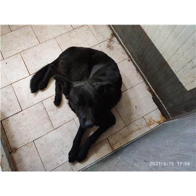 GIFFONI SEI CASALE_COMUNE - Cane - Microchip 380260042974221