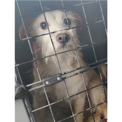 longo - Cane - Microchip 380260041447996