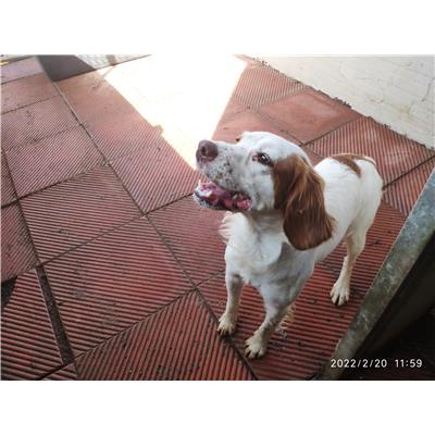 Montecorvino Pugliano - Cane - Microchip 380260044807010