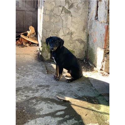 GIFFONI SEI CASALE_COMUNE - Cane - Microchip 380260044670994