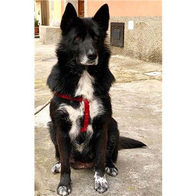 longo - Cane - Microchip 380260044667107