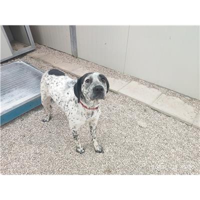 longo - Cane - Microchip 380260043976022