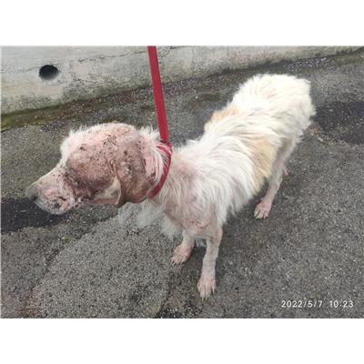 comune Contursi - Cane - Microchip 380260044671159