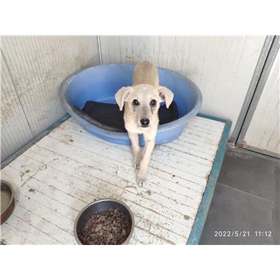 GIFFONI SEI CASALE_COMUNE - Cane - Microchip 380260042974176