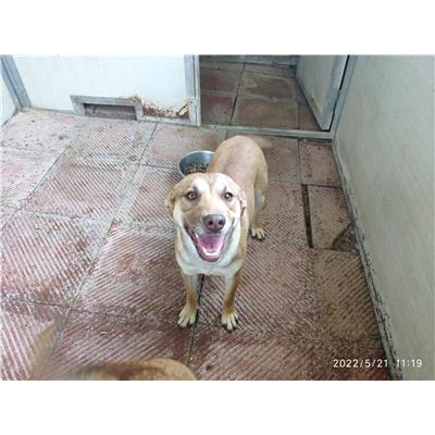 GIFFONI SEI CASALE_COMUNE - Cane - Microchip 380260044806234