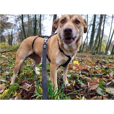 GIFFONI SEI CASALE_COMUNE - Cane - Microchip 380260044806234