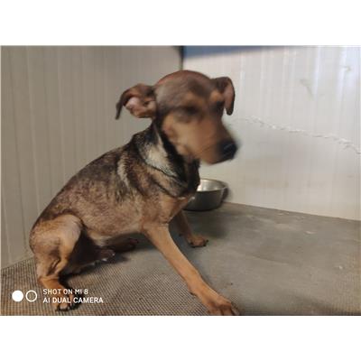 Comune di Pontecagnano Faiano - Cane - Microchip 380260044805326