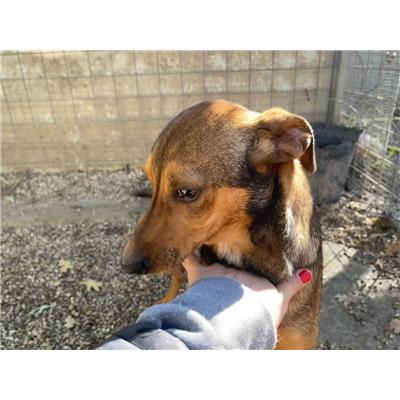 Comune di Pontecagnano Faiano - Cane - Microchip 380260044805326