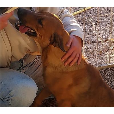Montecorvino Pugliano - Cane - Microchip 380260044805297