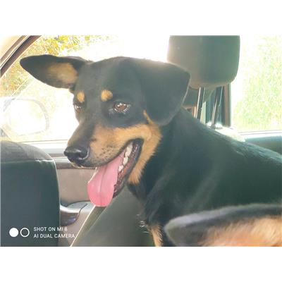 Comune di Pontecagnano Faiano - Cane - Microchip 380260044805969