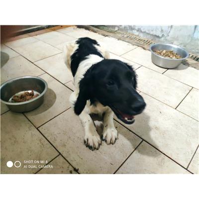 COMUNE DI GIFFONI VALLE PIANA - Cane - Microchip 380260044667413