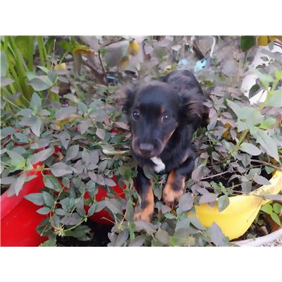 Comune di Pontecagnano Faiano - Cane - Microchip 380260044581099