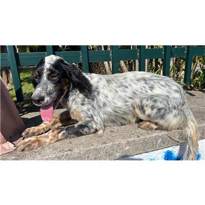 Comune di Pontecagnano Faiano - Cane - Microchip 380260042998574