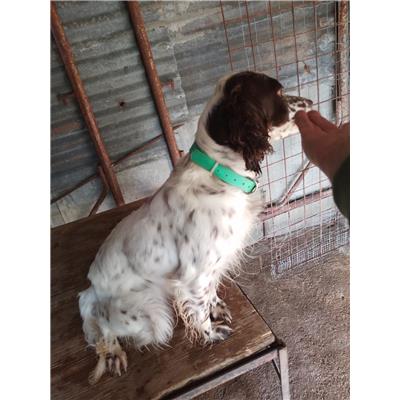 longo - Cane - Microchip 380260004370431