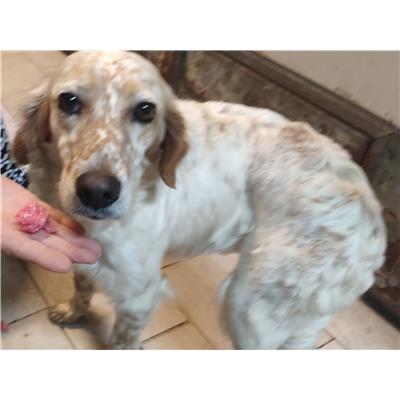longo - Cane - Microchip 380260042331763