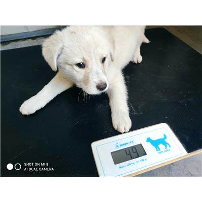 COMUNE DI GIFFONI VALLE PIANA - Cane - Microchip 380260044580989