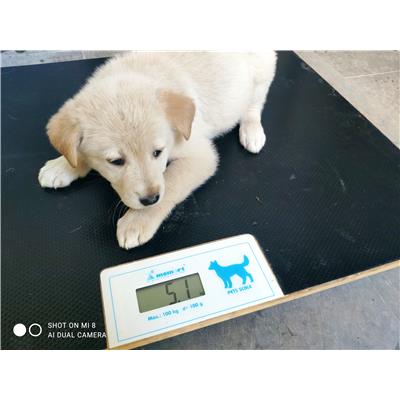 COMUNE DI GIFFONI VALLE PIANA - Cane - Microchip 380260044580230