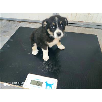 COMUNE DI GIFFONI VALLE PIANA - Cane - Microchip 380260044580799