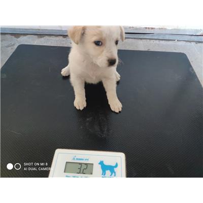 COMUNE DI GIFFONI VALLE PIANA - Cane - Microchip 380260044580310