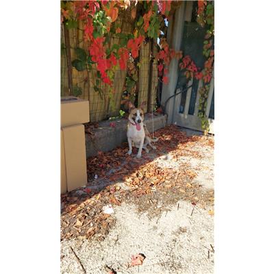 Comune di Pontecagnano Faiano - Cane - Microchip 380260044580263