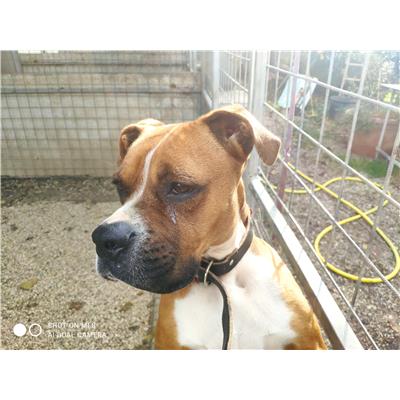 Montecorvino Pugliano - Cane - Microchip 380260044580596