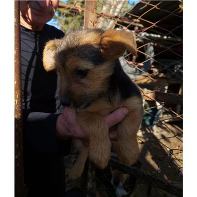 Comune di Pontecagnano Faiano - Cane - Microchip 380260044666327