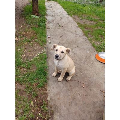 Comune di Pontecagnano Faiano - Cane - Microchip 380260044666274