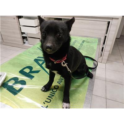 COMUNE DI GIFFONI VALLE PIANA - Cane - Microchip 380260044666266