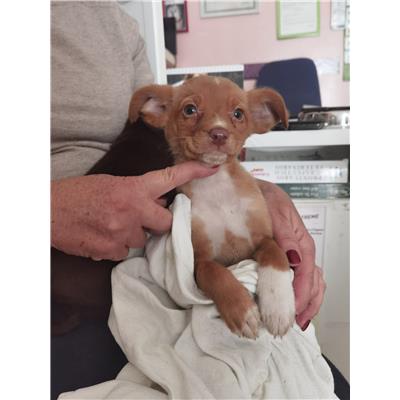 Montecorvino Pugliano - Cane - Microchip 380260170225403