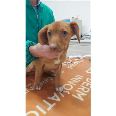 Montecorvino Pugliano - Cane - Microchip 380260170225406