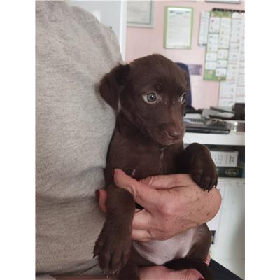 Montecorvino Pugliano - Cane - Microchip 380260170225404