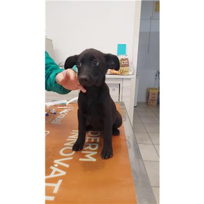 Montecorvino Pugliano - Cane - Microchip 380260170225407