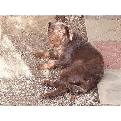 GIFFONI SEI CASALE_COMUNE - Cane - Microchip 380260170236320