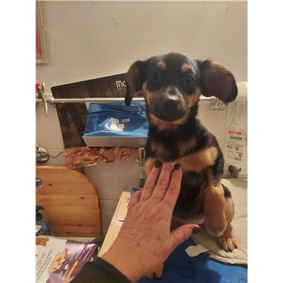 Montecorvino Pugliano - Cane - Microchip 380260170225408