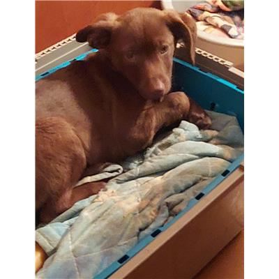 Montecorvino Pugliano - Cane - Microchip 380260170225412