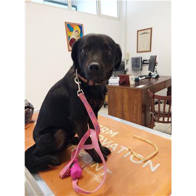 longo - Cane - Microchip 380260044806168
