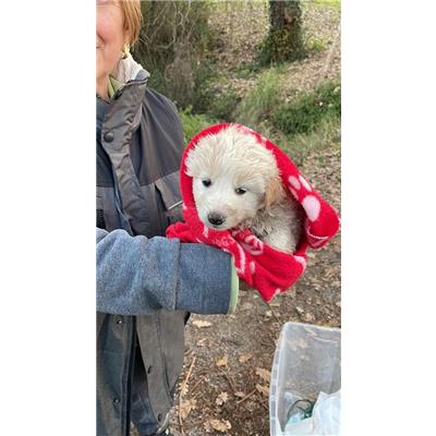 COMUNE DI GIFFONI VALLE PIANA - Cane - Microchip 380260044672001