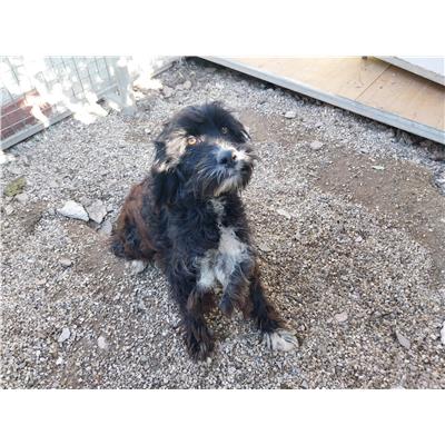COMUNE DI GIFFONI VALLE PIANA - Cane - Microchip 380260044671342