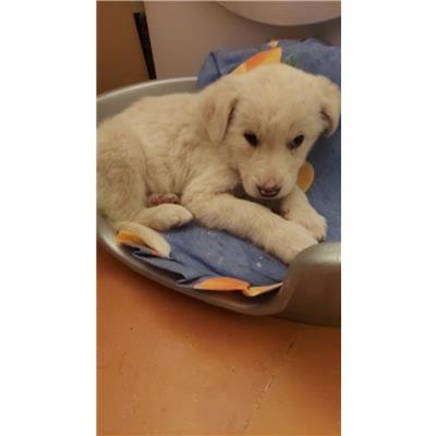 Montecorvino Pugliano - Cane - Microchip 380260170225610