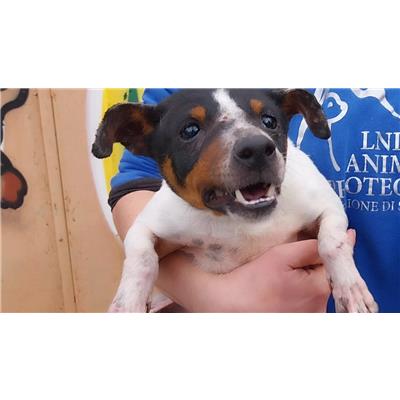 COMUNE DI GIFFONI VALLE PIANA - Cane - Microchip 380260170225169