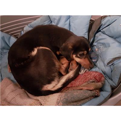 Comune di Pontecagnano Faiano - Cane - Microchip 380260170225413