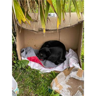 Comune di Pontecagnano Faiano - Cane - Microchip 380260170225417