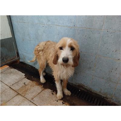 COMUNE DI GIFFONI VALLE PIANA - Cane - Microchip 380260044666391