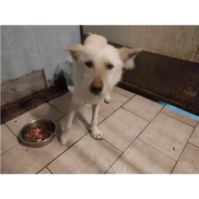 Comune di Pontecagnano Faiano - 380260170226672