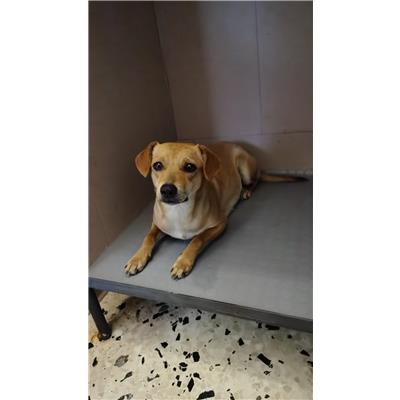 Montecorvino Rovella - Cane - Microchip 380260170225416
