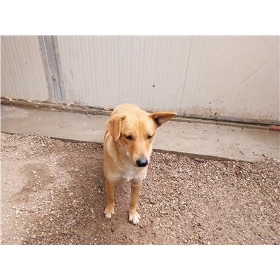 Montecorvino Rovella - Cane - Microchip 380260170225410