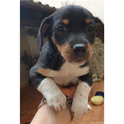 Montecorvino Rovella - Cane - Microchip 380260170226678
