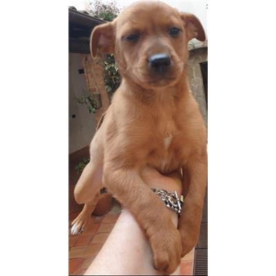 Montecorvino Rovella - Cane - Microchip 380260170226665